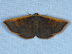 Picromorpha pyrrhopa