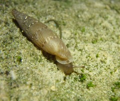 Papillifera papillaris