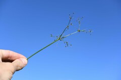 Fimbristylis quinquangularis