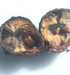 Amphibolips quercusracemaria