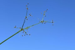 Fimbristylis quinquangularis