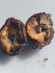 Amphibolips quercusracemaria