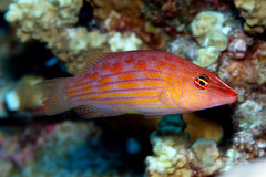 Pseudocheilinus octotaenia