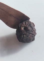 Amphibolips quercusracemaria