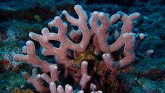 Porites porites
