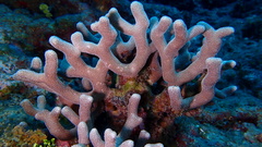 Porites porites