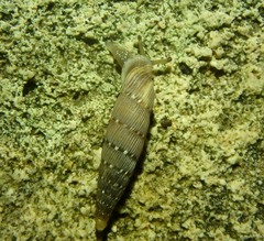 Papillifera papillaris