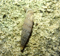 Papillifera papillaris