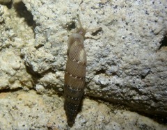 Papillifera papillaris