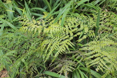 Adiantum formosum