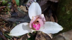 Lycaste virginalis