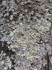 Flavoparmelia caperata