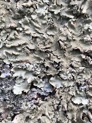 Flavoparmelia caperata