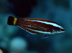 Pseudodax moluccanus