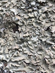 Flavoparmelia caperata