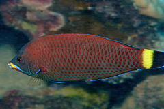 Pseudodax moluccanus