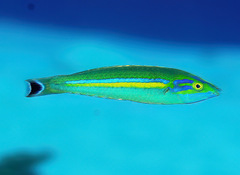 Pseudojuloides splendens