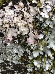 Marchandiomyces corallinus