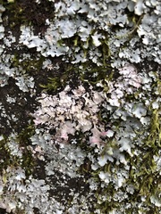 Marchandiomyces corallinus