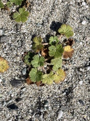 Geranium sessiliflorum