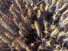 Euphorbia aeruginosa