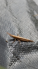 Leptysma marginicollis