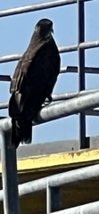 Rostrhamus sociabilis plumbeus