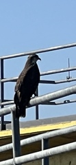 Rostrhamus sociabilis plumbeus