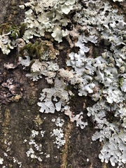 Marchandiomyces corallinus