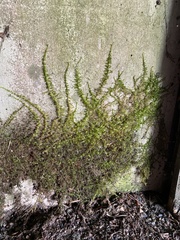 Homalothecium nuttallii