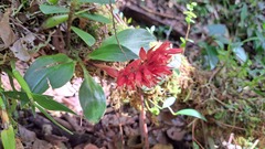 Dichromanthus cinnabarinus