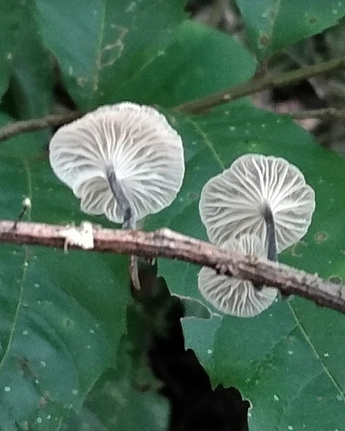 Tetrapyrgos nigripes · March 2022 · photo: © lelacappelli (iNaturalist, cc0)