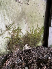 Homalothecium nuttallii