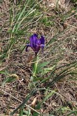 Iris pumila