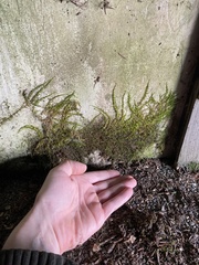 Homalothecium nuttallii