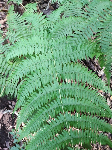 Dryopteris image