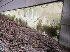 Homalothecium nuttallii