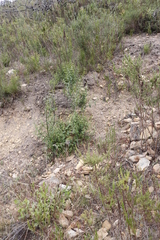 Halleria lucida