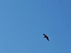 Pelecanus occidentalis