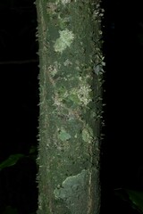 Lacmellea aculeata