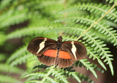 Heliconius clysonymus