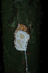 Lacmellea aculeata