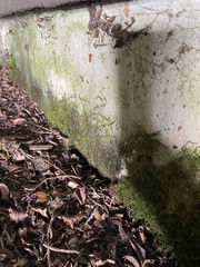 Homalothecium nuttallii