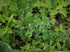 Psacalium peltatum