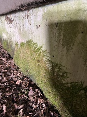 Homalothecium nuttallii