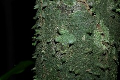 Lacmellea aculeata