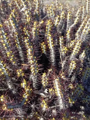 Euphorbia aeruginosa