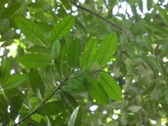 Lacmellea aculeata