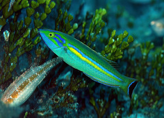 Pseudojuloides splendens