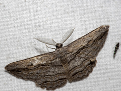 Scioglyptis loxographa